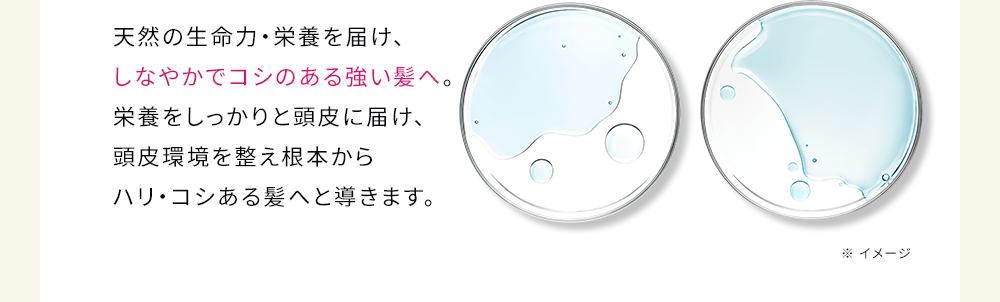 天然の生命力・栄養を届け、しなやかでコシのある強い髪へ。栄養をしっかりと頭皮に届け、頭皮環境を整え根本からハリ・コシある髪へと導きます。